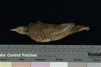 藏品(棕三趾鶉)的圖片